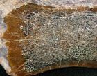Agatized Dinosaur Bone - Polished #11444-1